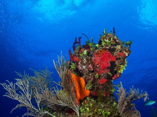 Grand Bahama Scuba-弗里波特必去景点