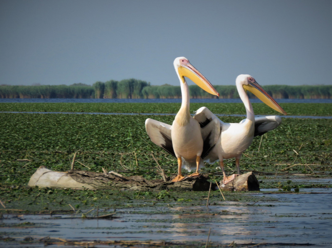 Danube Delta Wildlife Boat Tours景点图片