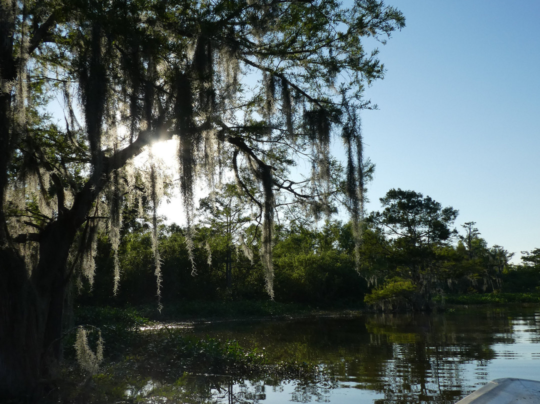 The Last Wilderness Swamp Tour景点图片