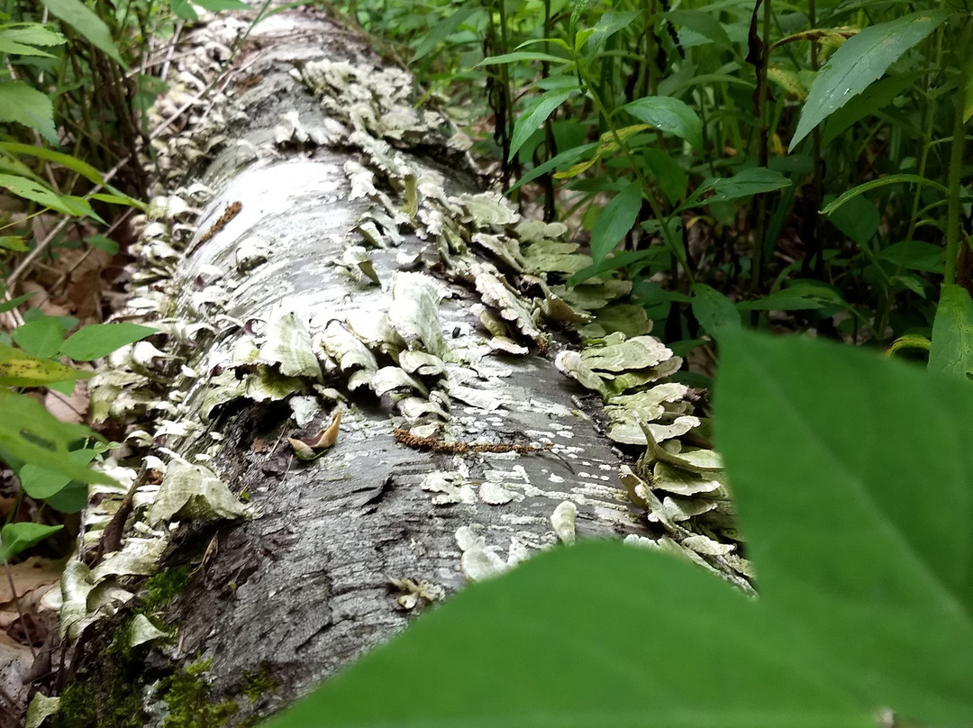 Mashamoquet Brook State Park-Pomfret必去景点