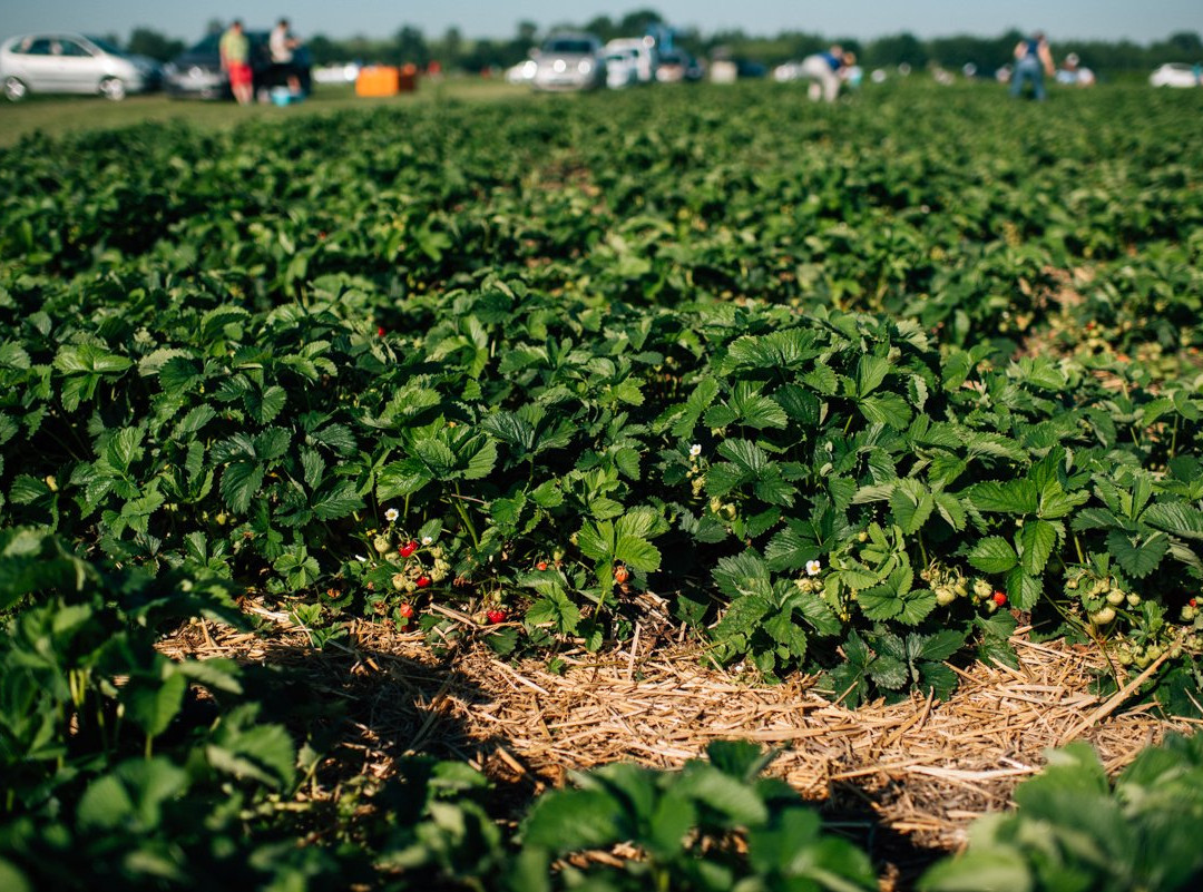 Bioplant-Ostratice必去景点