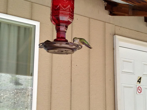 The Grant Motel主图