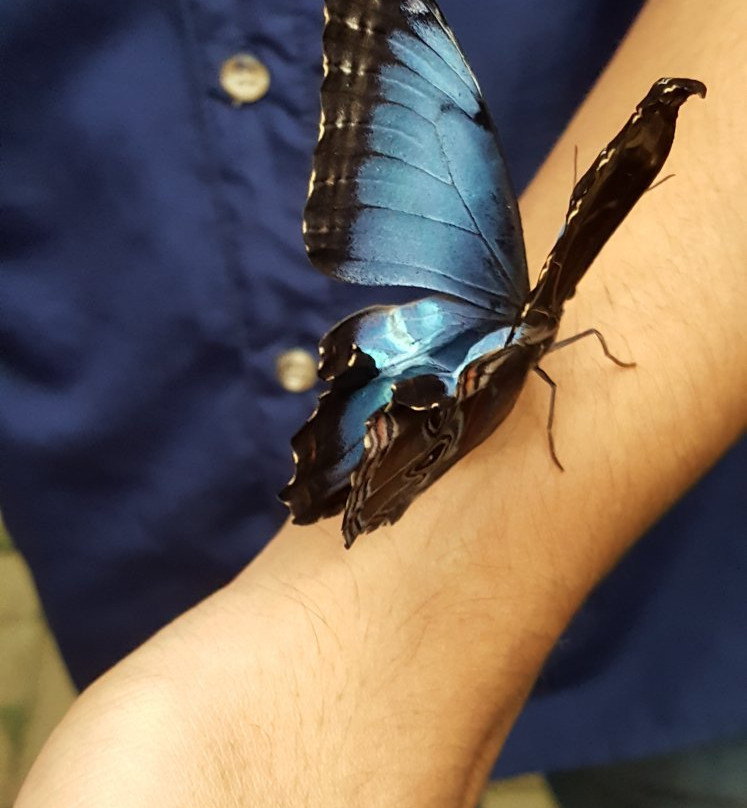 Butterfly Garden at Selvatura Park景点图片
