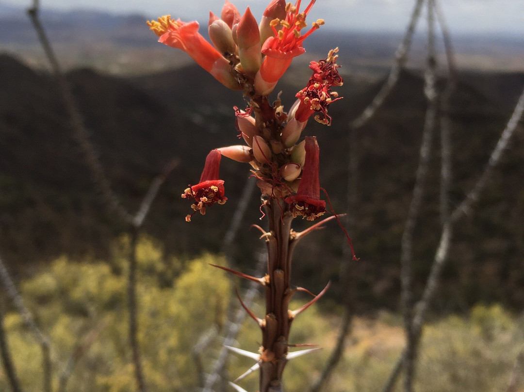 Sunrise Trailhead-斯科茨代尔必去景点