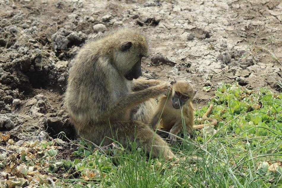 Cats Africa Tours-内罗毕必去景点