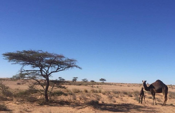 Dakhla Tours-达赫拉必去景点