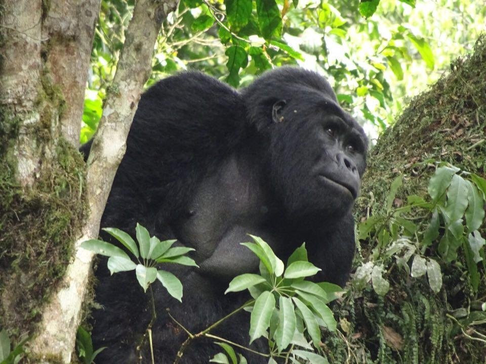 Paradise Adventure Vacations | Gorilla Trekking Uganda景点图片