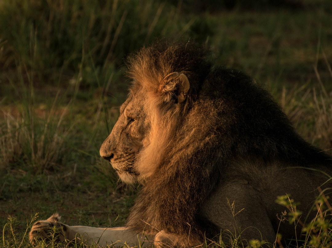 Khalanga Safaris景点图片