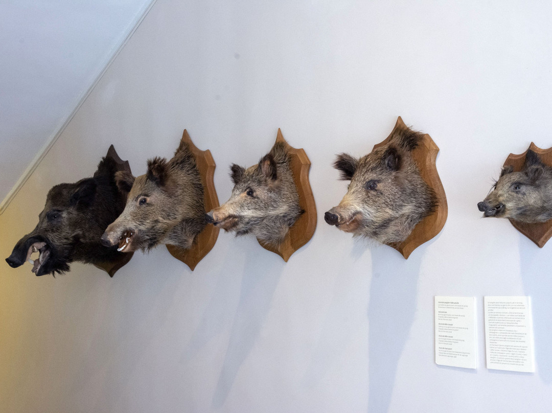 Musée de la Vénerie-桑利斯必去景点