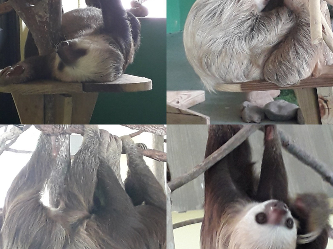 Gamboa Sloth Sanctuary景点图片