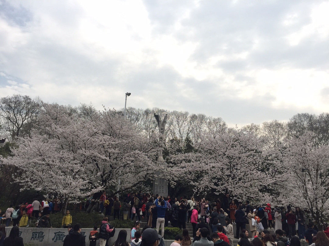 武汉大学景点图片