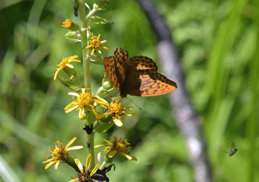 Yachiho Highland Natural Garden-佐久穗町必去景点
