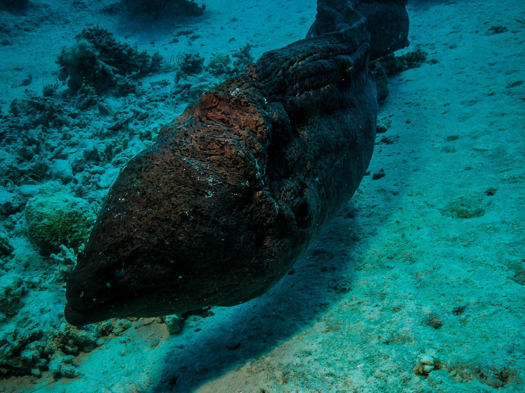 Tauchen Hurghada - Deutsche Tauchschule-赫尔格达必去景点