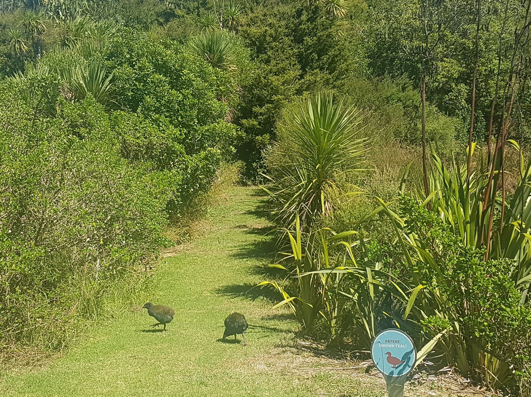 Rotoroa Island景点图片