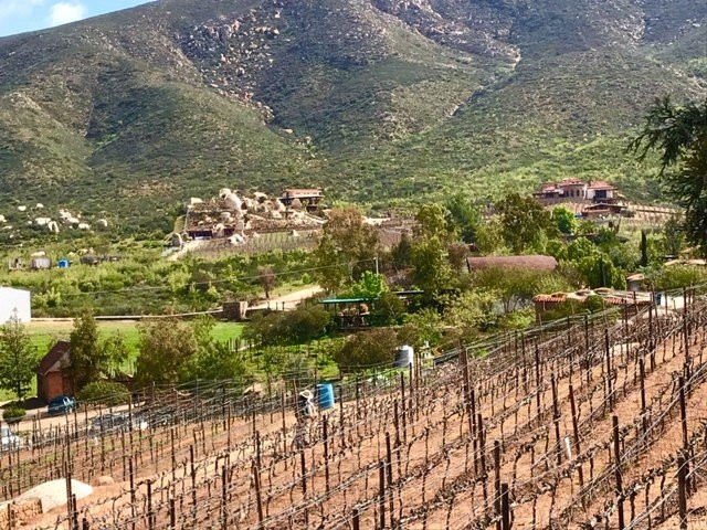 Valle Wine Life景点图片