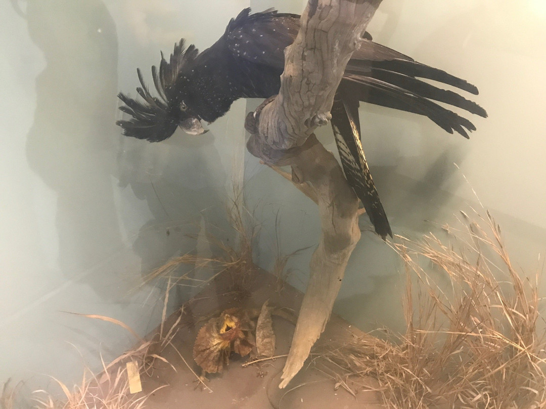 Patakijiyali Museum-Bathurst Island必去景点