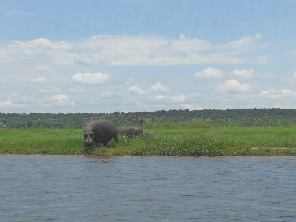 Real Africa Safaris Chobe景点图片