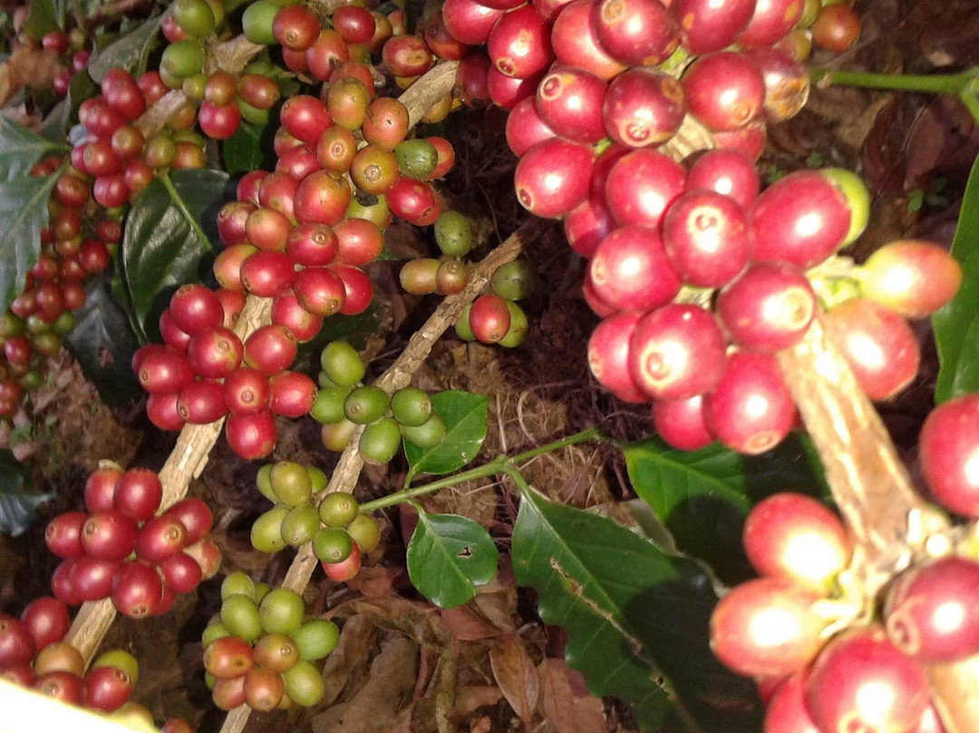 Himalaya Ontop Organic Coffee Estate-Dhading必去景点