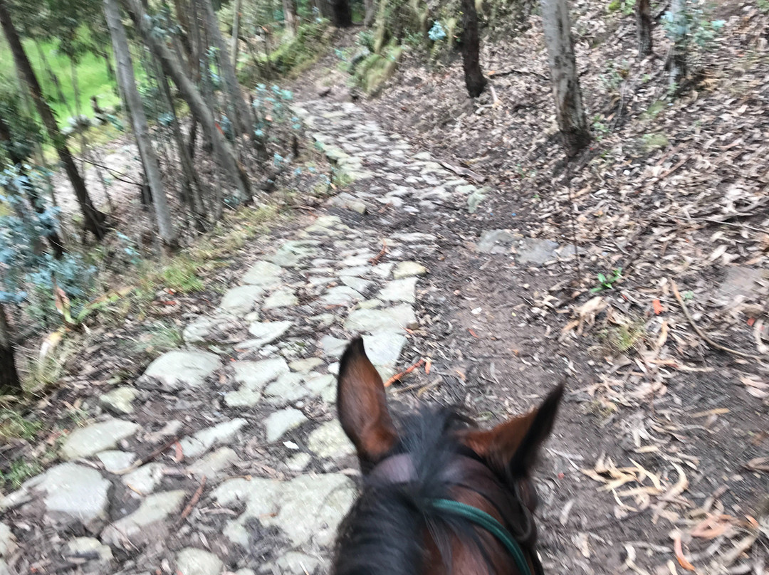 Valle Verde Horse Riding景点图片