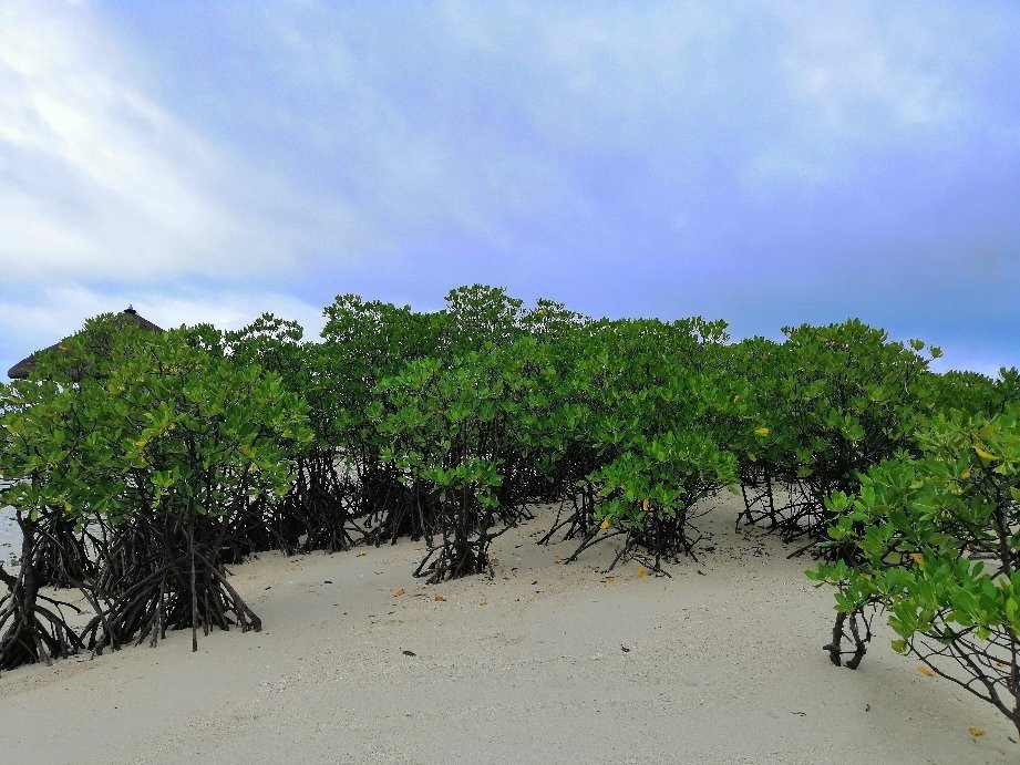 Buntod Sandbar and Reef Marine Sanctuary景点图片