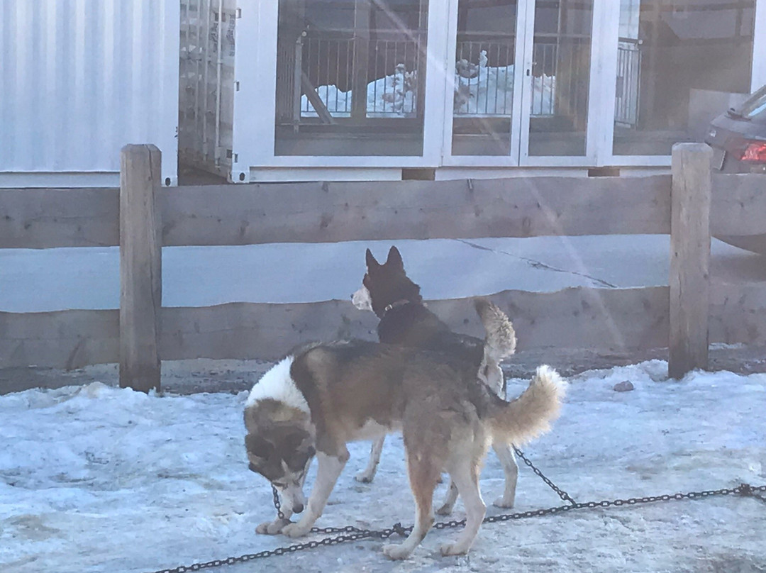 Athabaska Dogsledding - Scuola di Sleddog景点图片