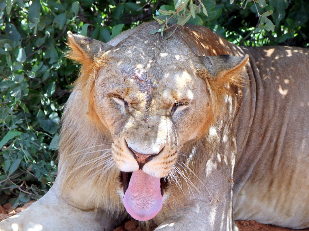 Dream Kenya Safaris-迪亚尼必去景点