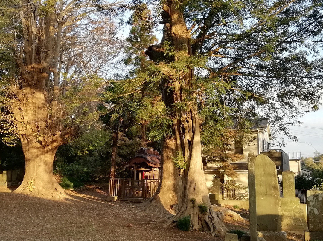 Saifuku-ji Temple-佐仓市必去景点