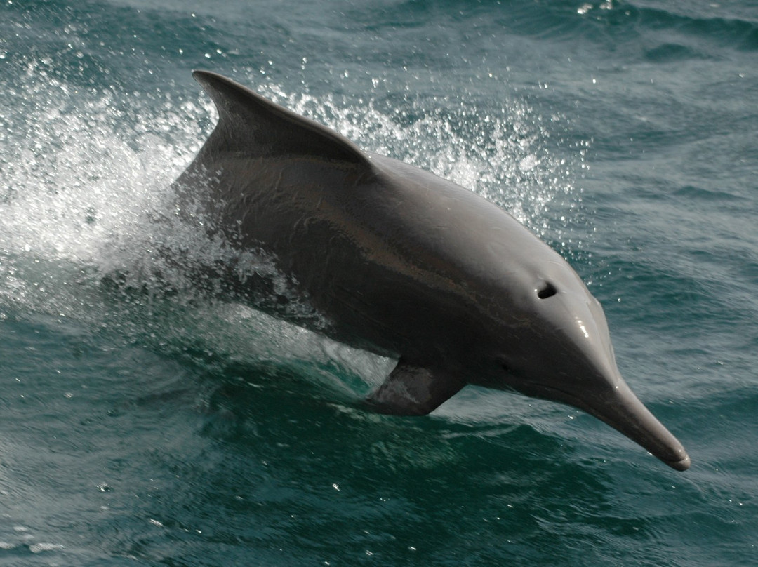 Sheesa Beach Dive Centre景点图片