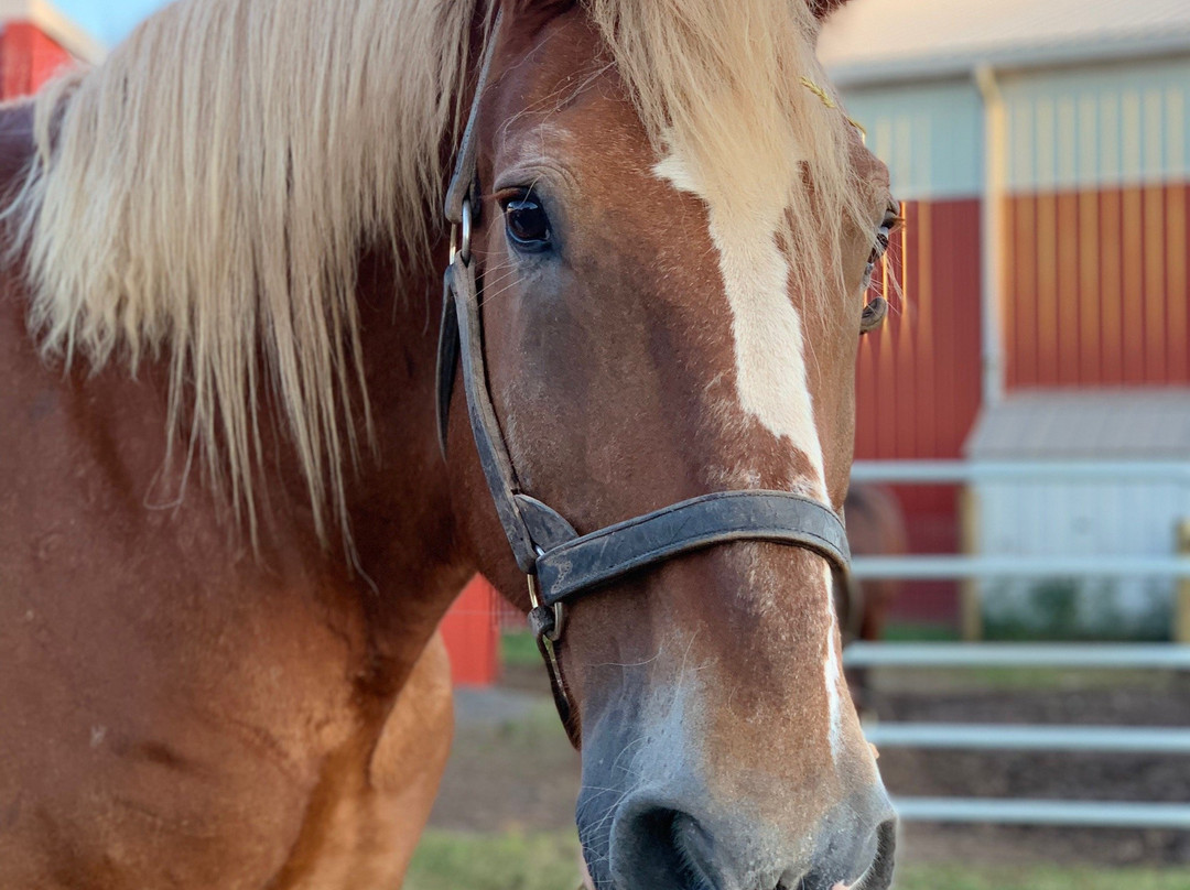 Flint Hill Farm AG-库珀斯堡必去景点
