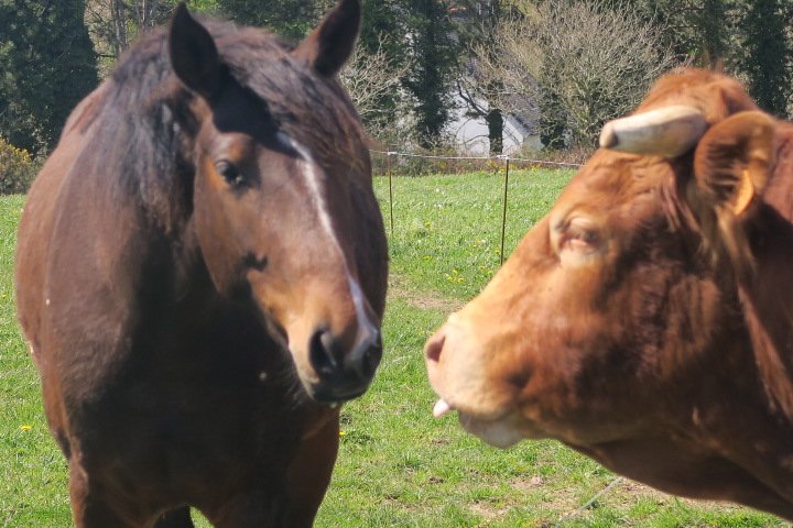 A la Ferme Cosquer-官方