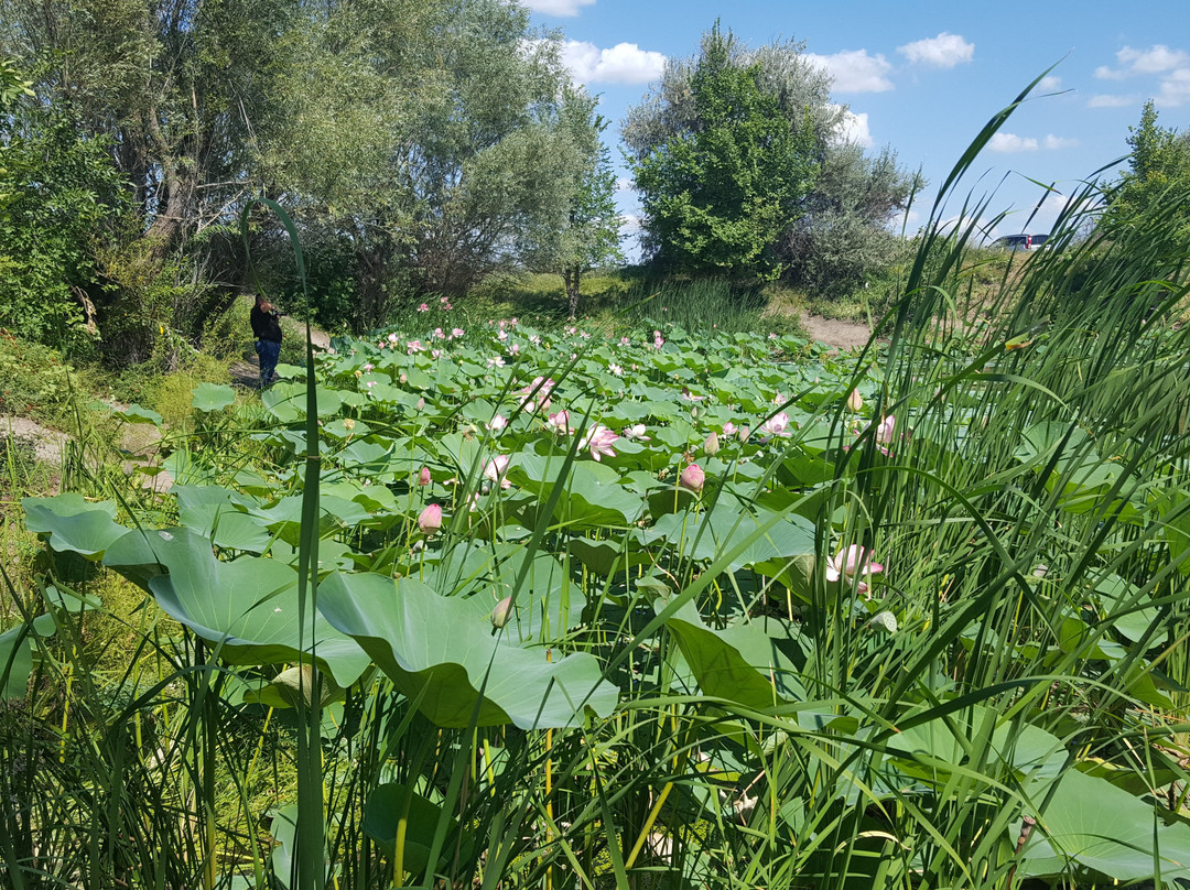 Lotus lake景点图片