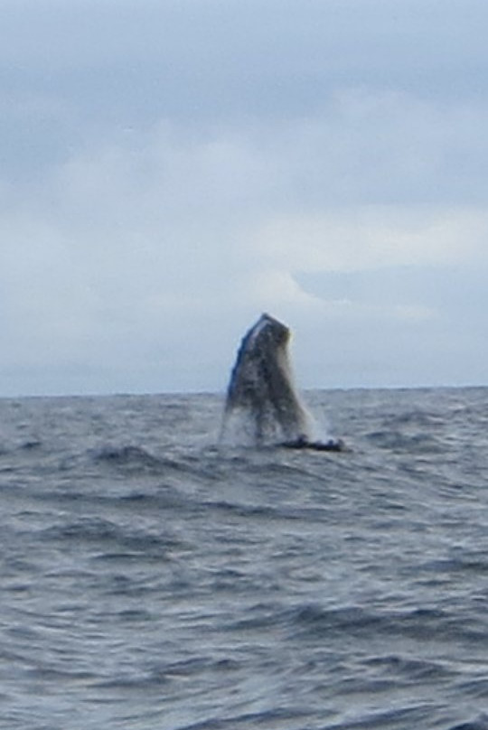 Choiba Ecolodge主图