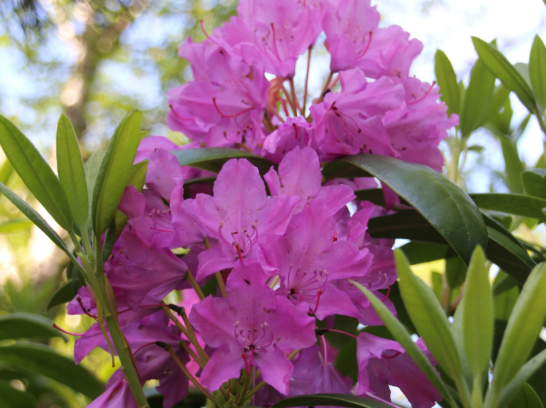 City Park of Ketchikan-凯奇坎必去景点