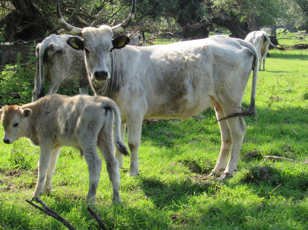 Island of Krcedin-Krcedin必去景点