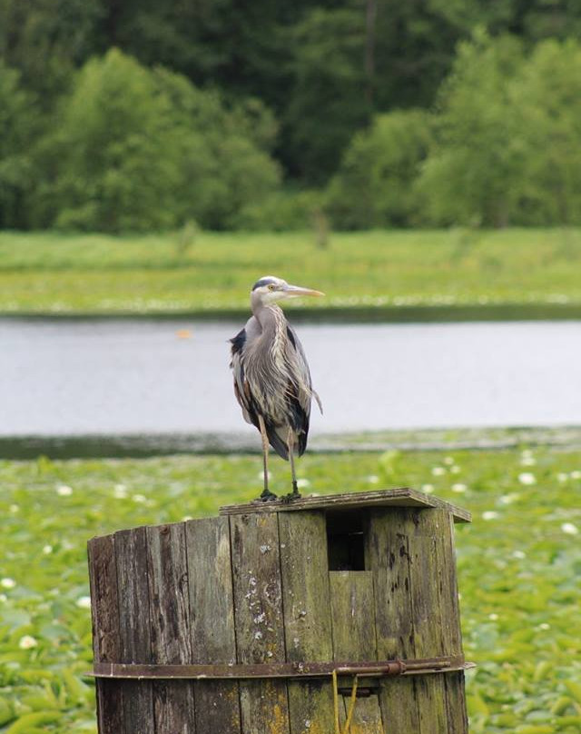 Burnaby Lake-本那比必去景点