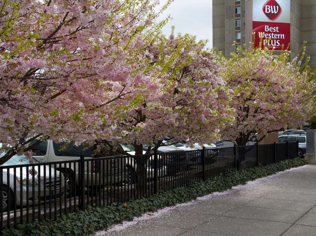 Best Western Plus City Center主图