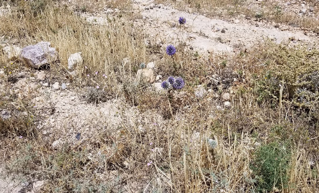Wadi Jadid-米底巴必去景点