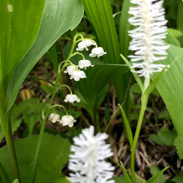 Suzuran Jikiji-阿苏市必去景点