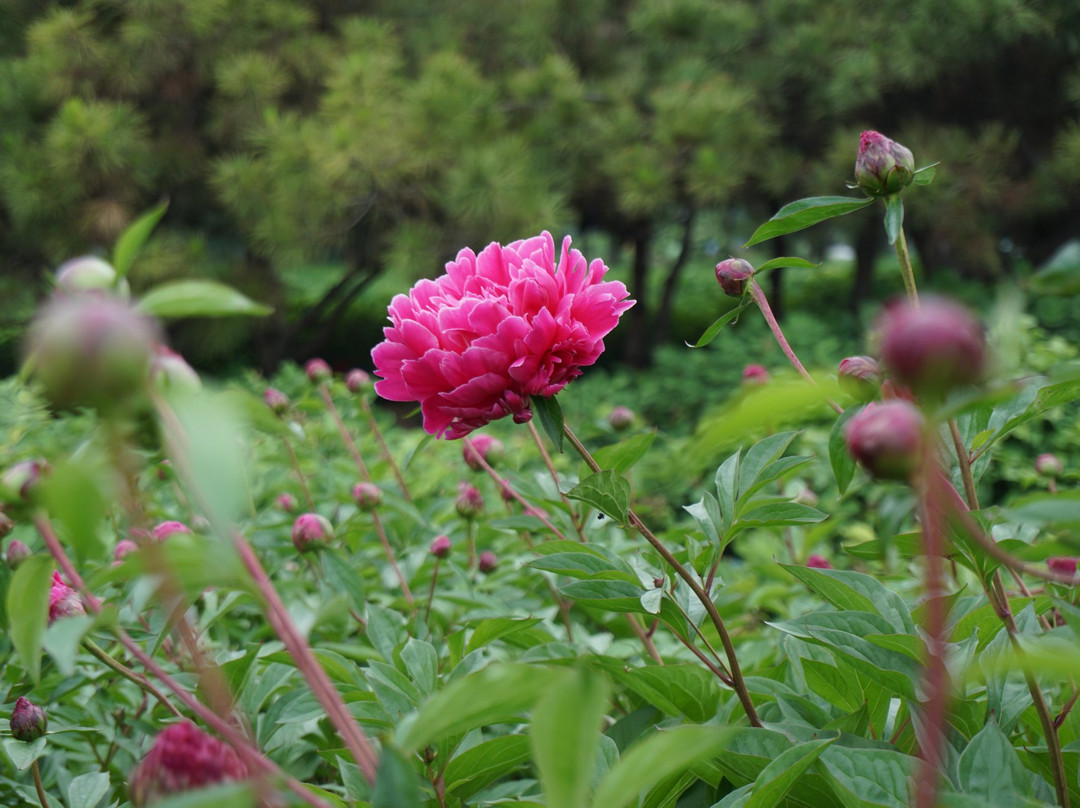 隋唐城植物园-洛阳市必去景点