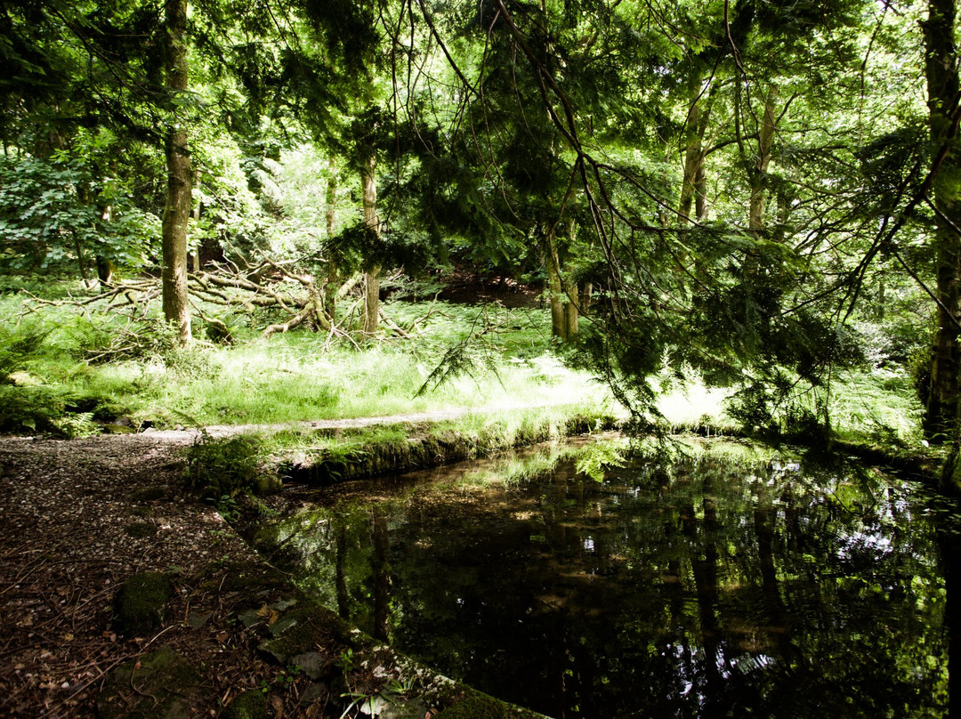Lancrigg - Wordsworths Woodland Walks景点图片