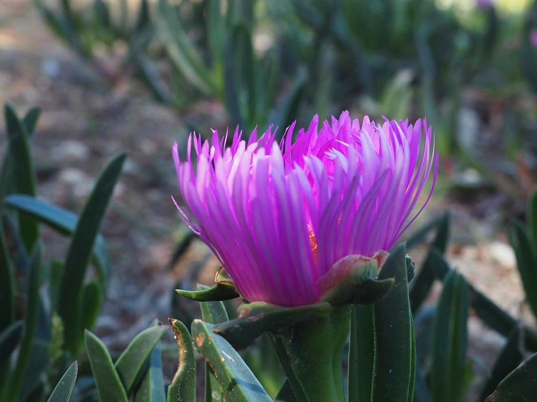 Drolma Ling-Theologos必去景点