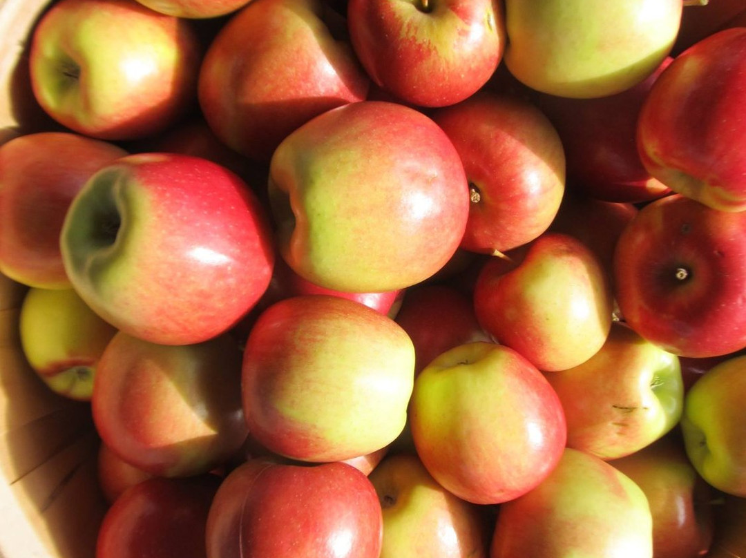 Port Rowan Farmers' Market-Port Rowan必去景点