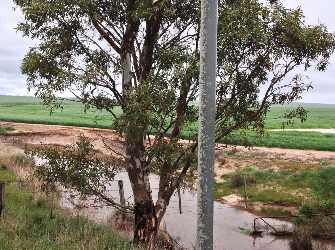 Lake Bolac旅游景点-Lake Buninjon