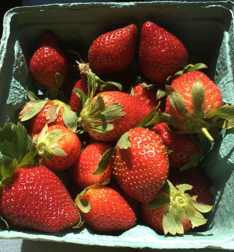 Pappy's Patch U-Pick Strawberries-Oviedo必去景点