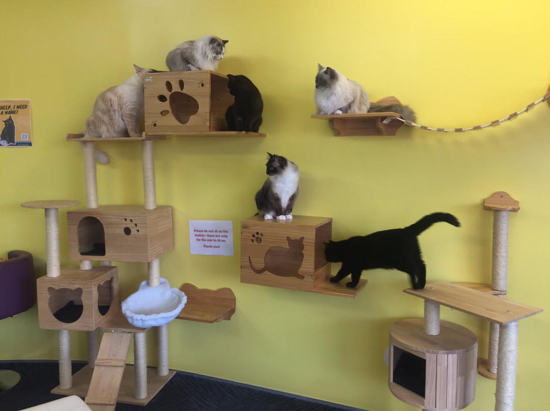 Fancy Meow Cat Cafe-罗托鲁瓦必去景点