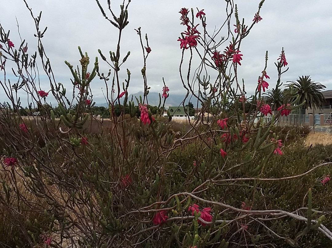 Bothasig Fynbos Nature Reserve-米那顿必去景点
