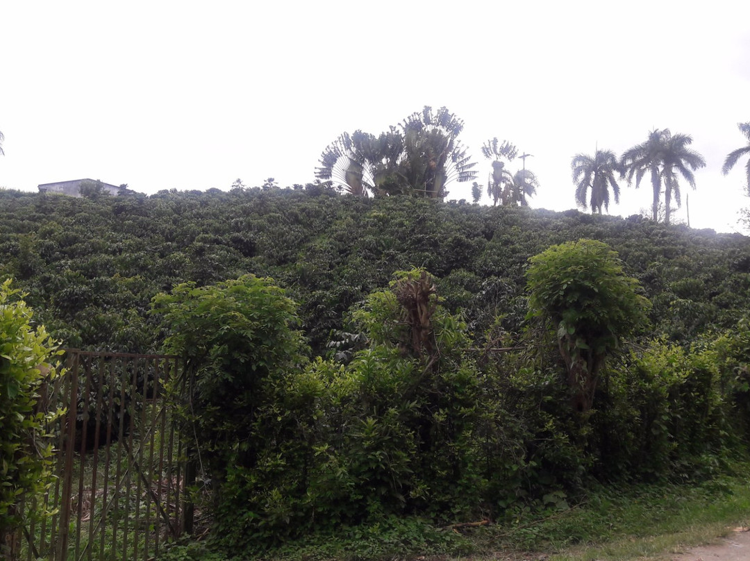 Canopy Los Caracolies景点图片