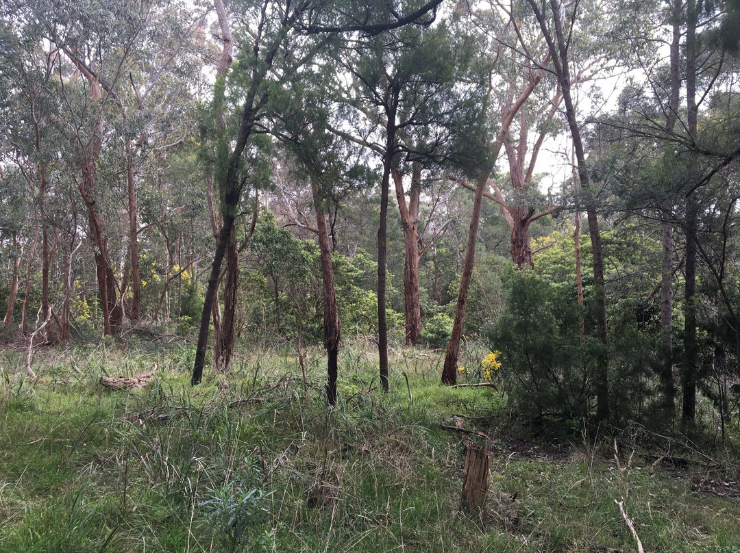 Olivers Creek Bushland Reserve景点图片