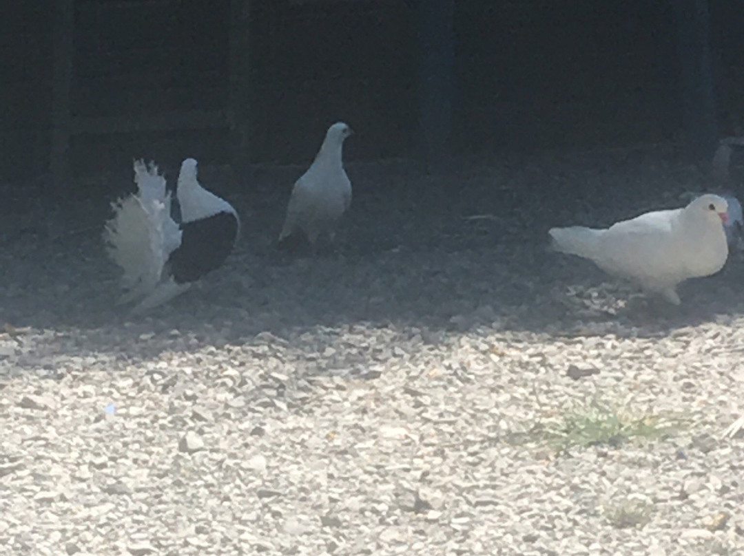 Volkovskoye Lake-Volkovka必去景点