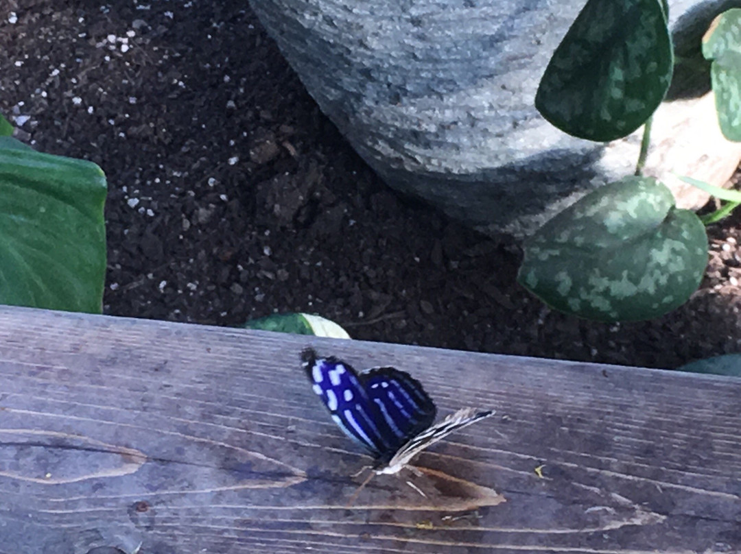 Butterfly World and the Boardwalk-蒙古顿必去景点